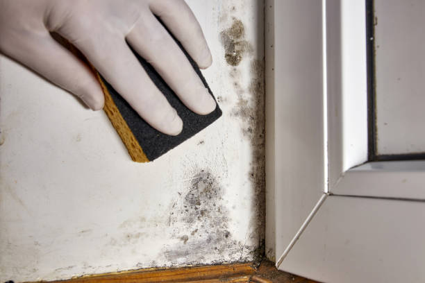 Trusted Newcomerstown, OH Mold Removal Experts